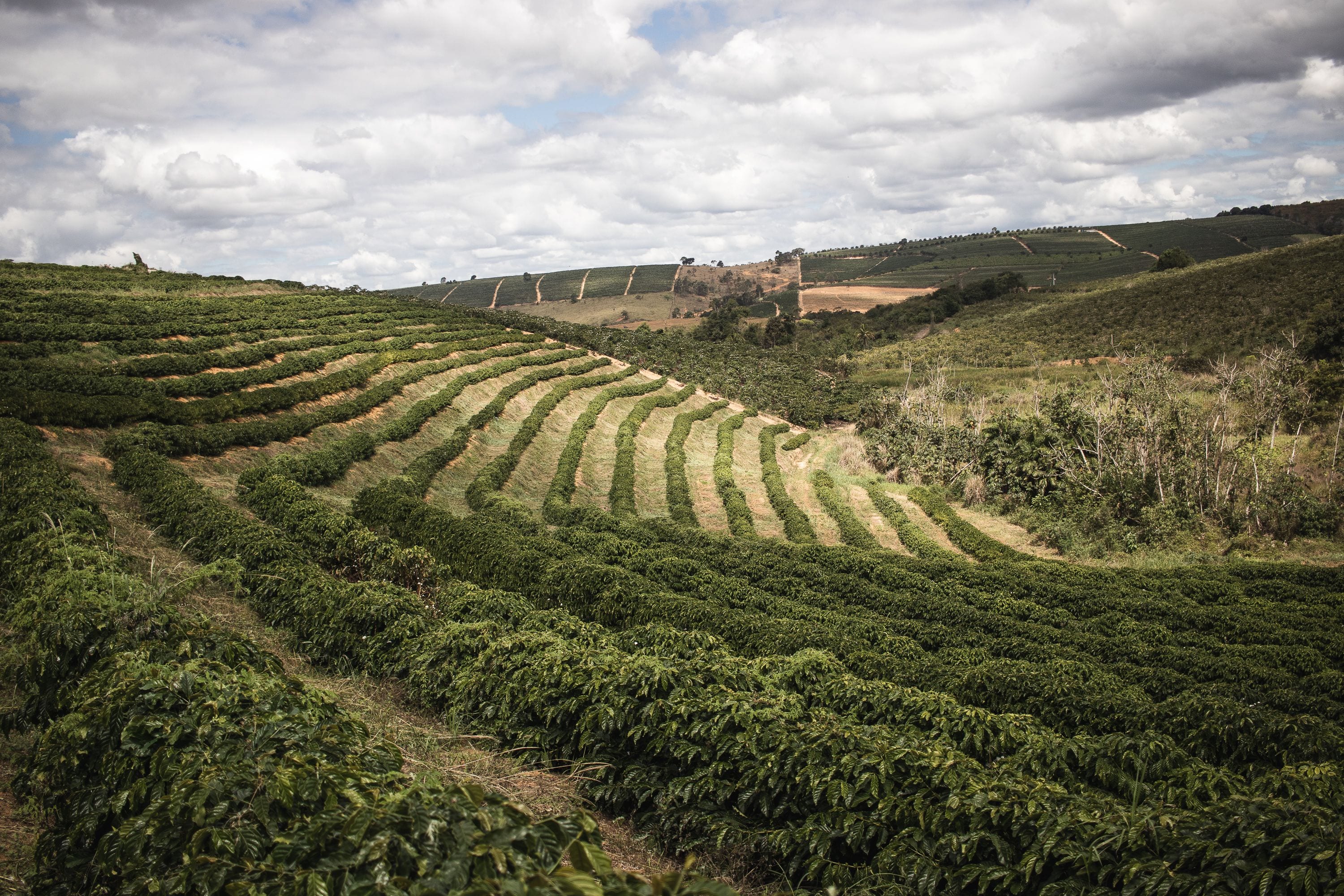 Hileras de café en curva siguiendo el relieve de las lomas, con franjas de pasto entre ellas, otra ladera plantada al fondo y cielo con nubes.